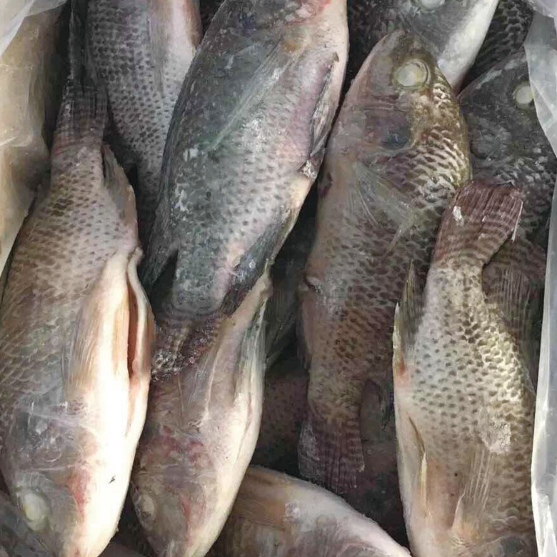 羅非魚