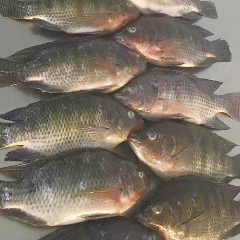 羅非魚
